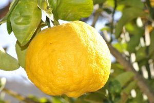 fruits lemon